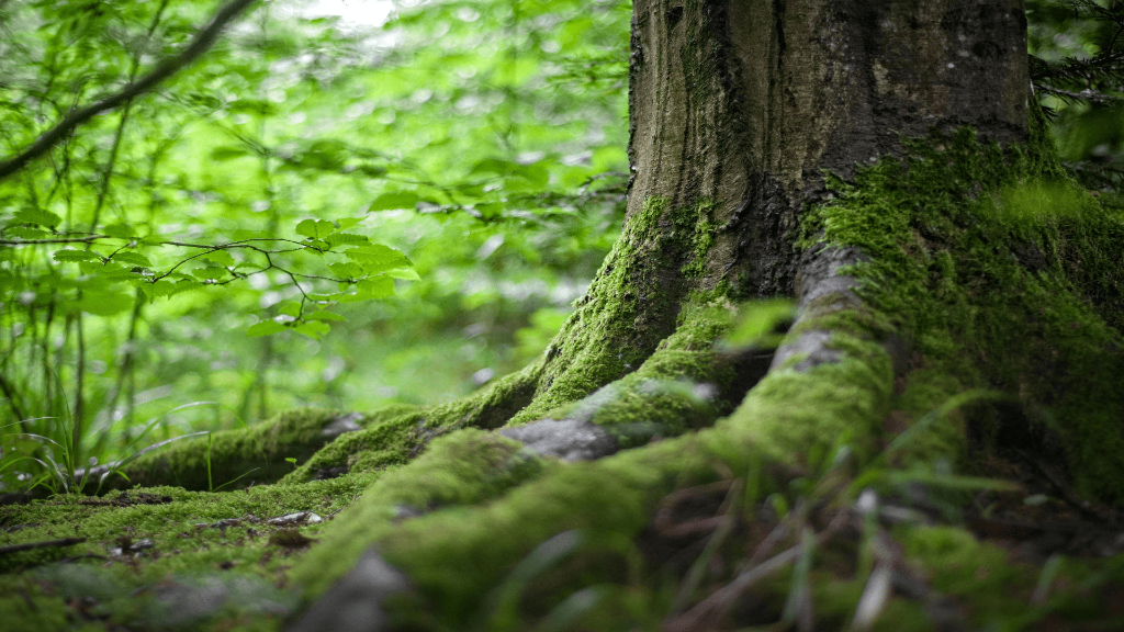 Dettaglio di un albero in una foresta