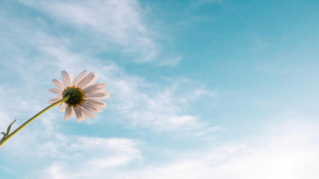 Un fiore che si staglia verso il cielo azzurro 